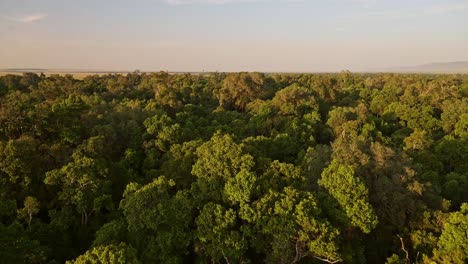 Africa-Scenery-Aerial-Shot-of-Beautiful-Forest-Landscape-and-Trees-in-Amazing-Golden-Sun-Light,-Masai-Mara-in-Kenya-from-Hot-Air-Balloon-Ride-Flight-View-From-Above-Slowly-Flying-Over-African-Nature