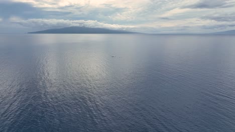 Aerial-Approach-Towards-An-Active-Pod-Of-Whales-Off-The-Island-Coast-Of-Hawaii,-USA