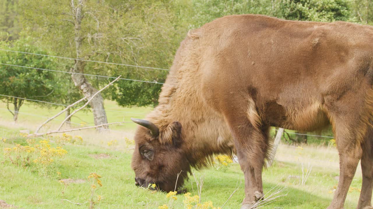 A European bison grazes calmly among wildflowers in a sunlit Highland meadow, with gentle camera movement and soft natural lighting highlighting the tranquil rural scene
