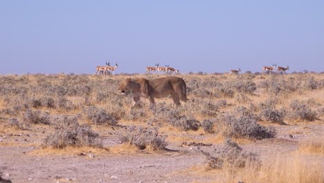 Un-León-Hembra-Caza-En-La-Llanura-De-La-Sabana-De-África-Con-Antílopes-Springbok-Alrededor-De-1