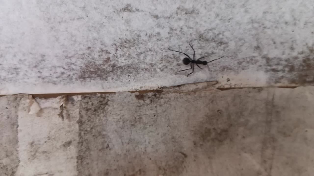 Close up shot of black ants crawling on grey wall. slow motion of insect.