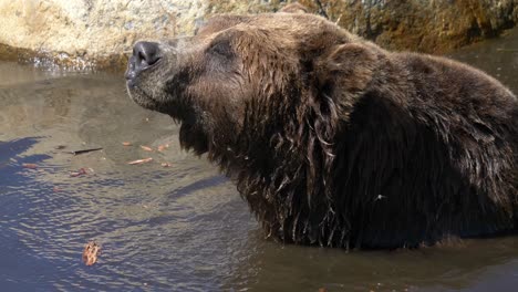 houseflies flying around brown grizzly bear in the lake