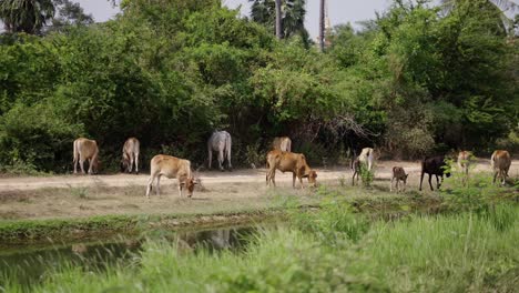 cattle grazing by a waterway in a rural landscape