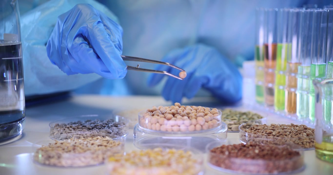 Laboratory worker uses metal tweezers to examine soybeans