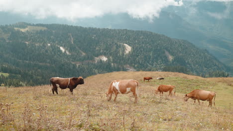 cows grazing in a mountain meadow