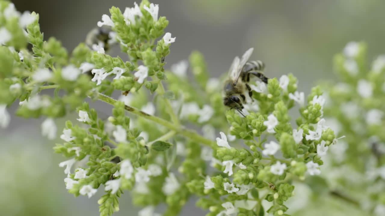 Bee on Oregano Flower