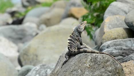 großer schwarzer leguan, der auf einem großen felsblock an der felsigen küste des südpazifik sitzt