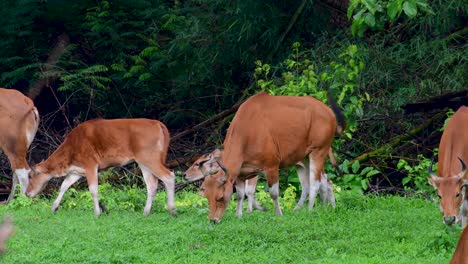 Banteng-Oder-Tembadau-Ist-Ein-Wildrind,-Das-In-Südostasien-Vorkommt-Und-In-Einigen-Ländern-Ausgestorben-Ist