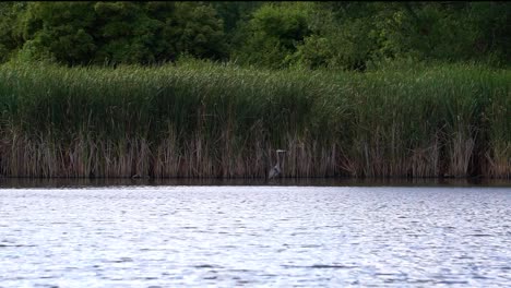 gray heron fishing in lake open view