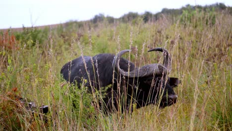 Static-shot-of-a-long-horned-cow-scratching-itself-on-a-tree-branch