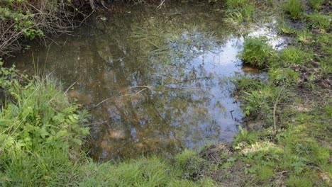 Spring-woodland-pond-shimmering-in-the-sun,-mid-shot