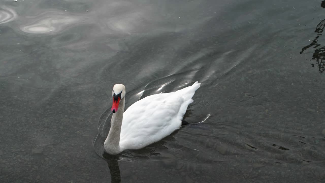 un cisne flotando sobre un lago