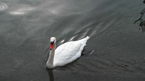 a swan floating across a lake