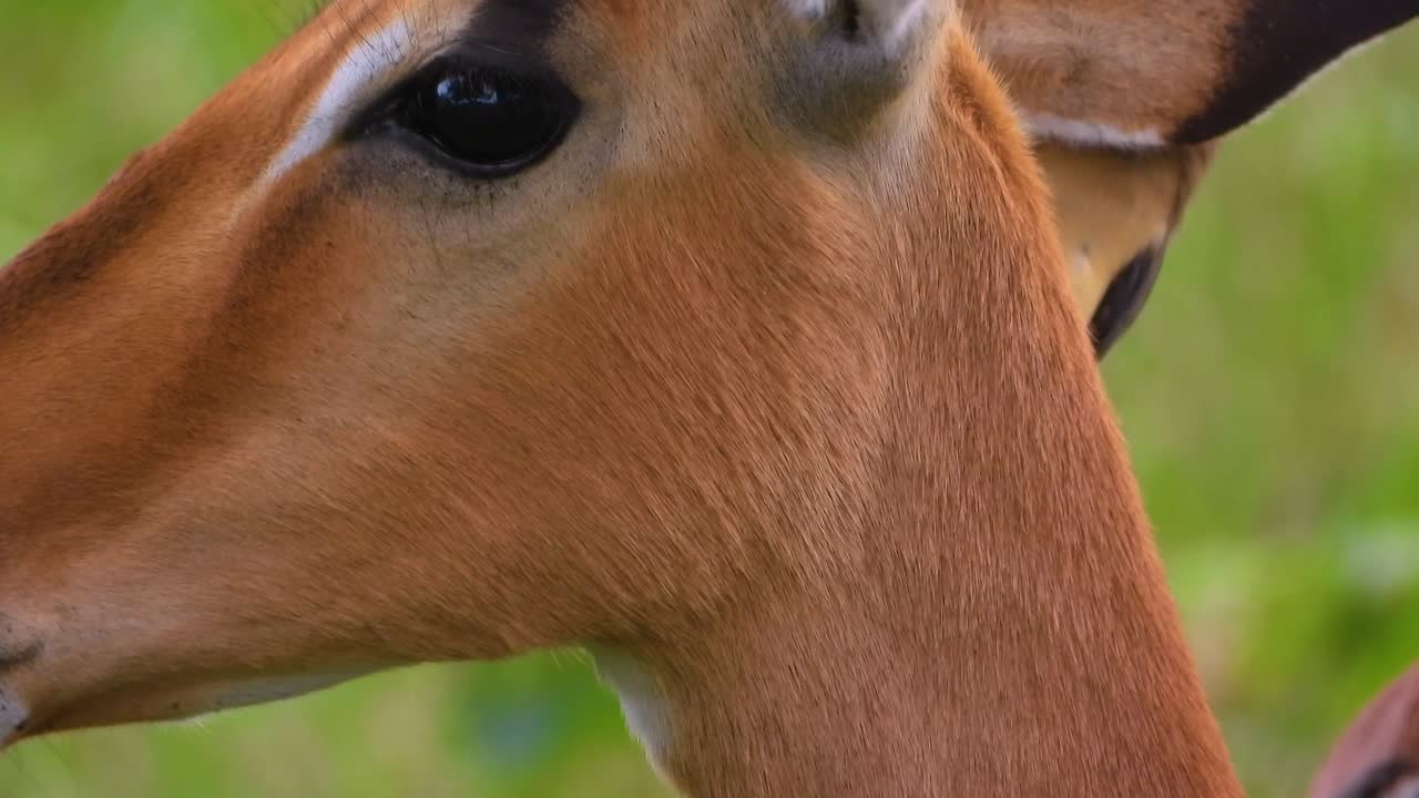 pájaro comiendo insectos de la oreja de un ciervo salvaje africano - parque nacional kruger.