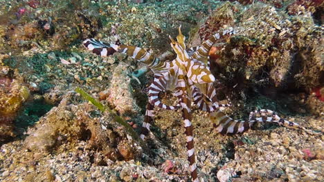 Wonderpus-crawling-across-coral-reef-in-search-of-prey