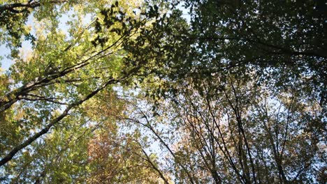 las copas de los árboles y un camino a través del bosque