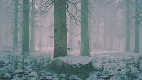 snowy forest landscape with tall trees and misty atmosphere in winter
