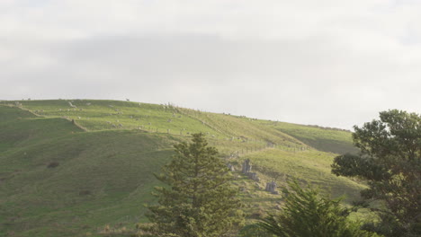 wide shot of rural scenery with rolling hills and sheep in the wairarapa, new zealand