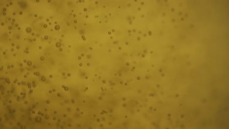 close-up macro shot of golden beer being poured into a glass, with crisp bubbles and foam forming. perfect for beverage or lifestyle themes.