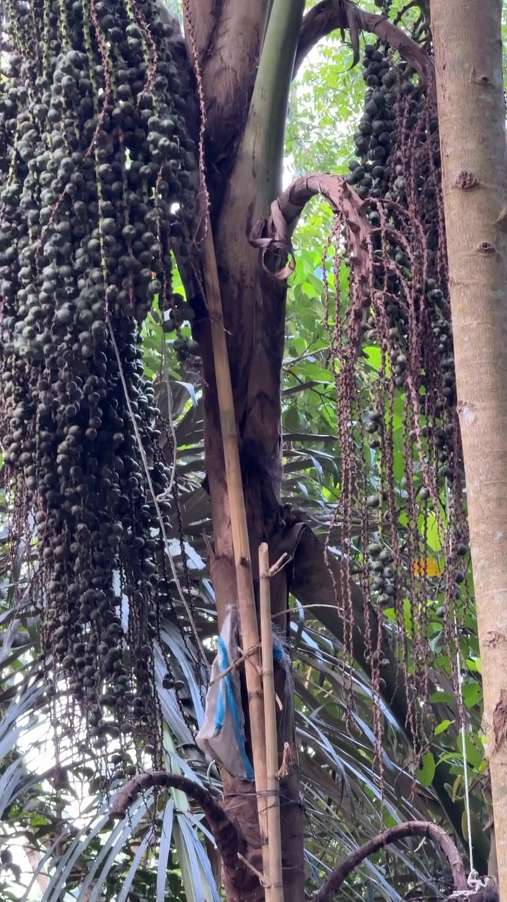 Scala di bambù fissata a una palma alta nella foresta.