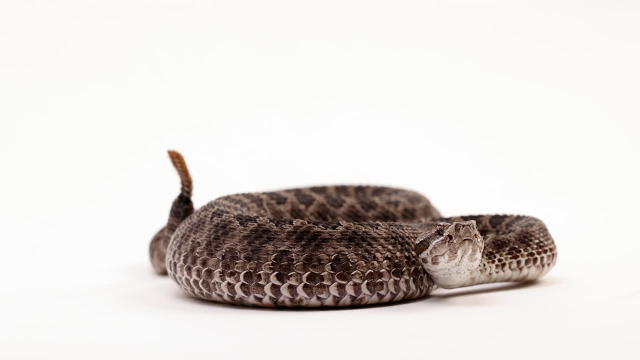 Massasauga rattlesnake - close up on face as tail rattles in background - isolated on white