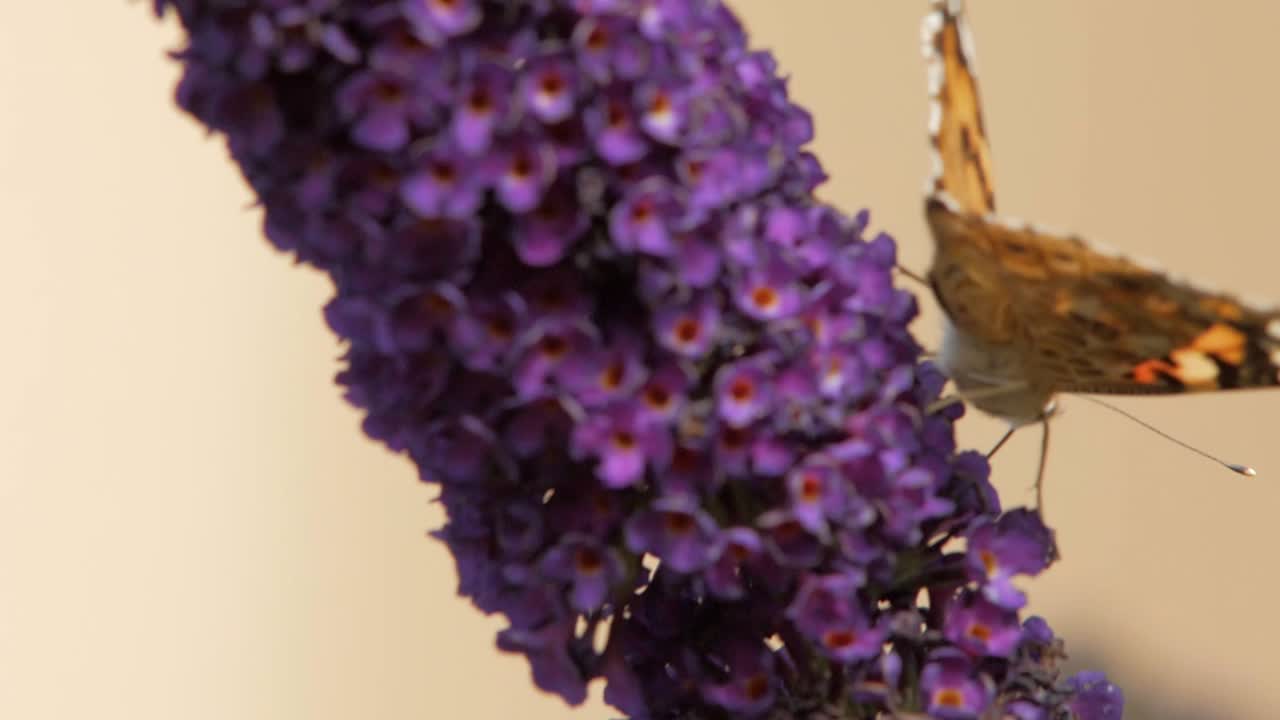 una pequeña mariposa de concha se sienta en una flor violeta comiendo polen y polinizándolo