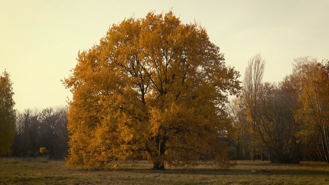 Alberi con foglie autunnali nel Parco Pole Mokotowskie a Varsavia, Polonia