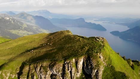 sobrevuelo aéreo alrededor de niederbauen chulm en uri, suiza, con vistas a las vacas pastando y los altos acantilados del pico de la montaña sobre el lago de lucerna en una mañana de verano en los alpes suizos