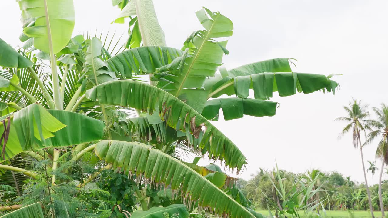 plantación de plátanos con campos verdes en el jardín