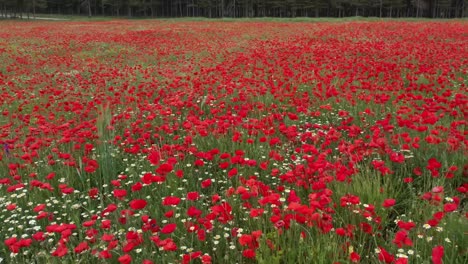 Vista-Relajante-Del-Campo-De-Amapolas-Rojas