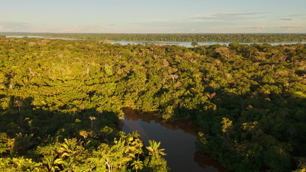 Aerial view of the amazon rainforest canopy and river in ecuador, south america