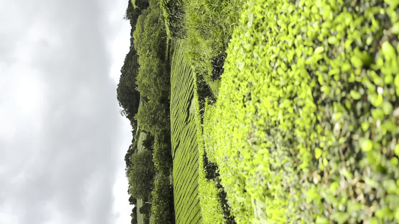 plantaciones de té verde en la isla de las azores, sao miguel, tiro vertical