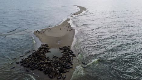 vista de avión no tripulado que revela una gran manada de focas con cormoranes y otras especies de aves descansando juntas en una isla de arena en la reserva de mewia lacha, frente a la costa polaca en el mar báltico