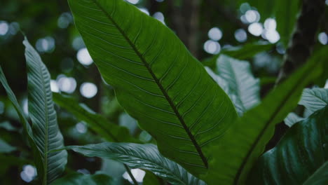 close-up of a tropical leaf