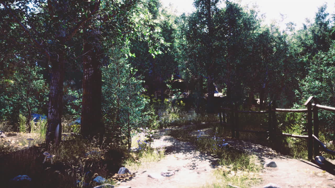 Walking through a tranquil forest path in the warm afternoon light