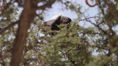 a goat eating leaves off branches while climbing a tree in the sultanate of oman