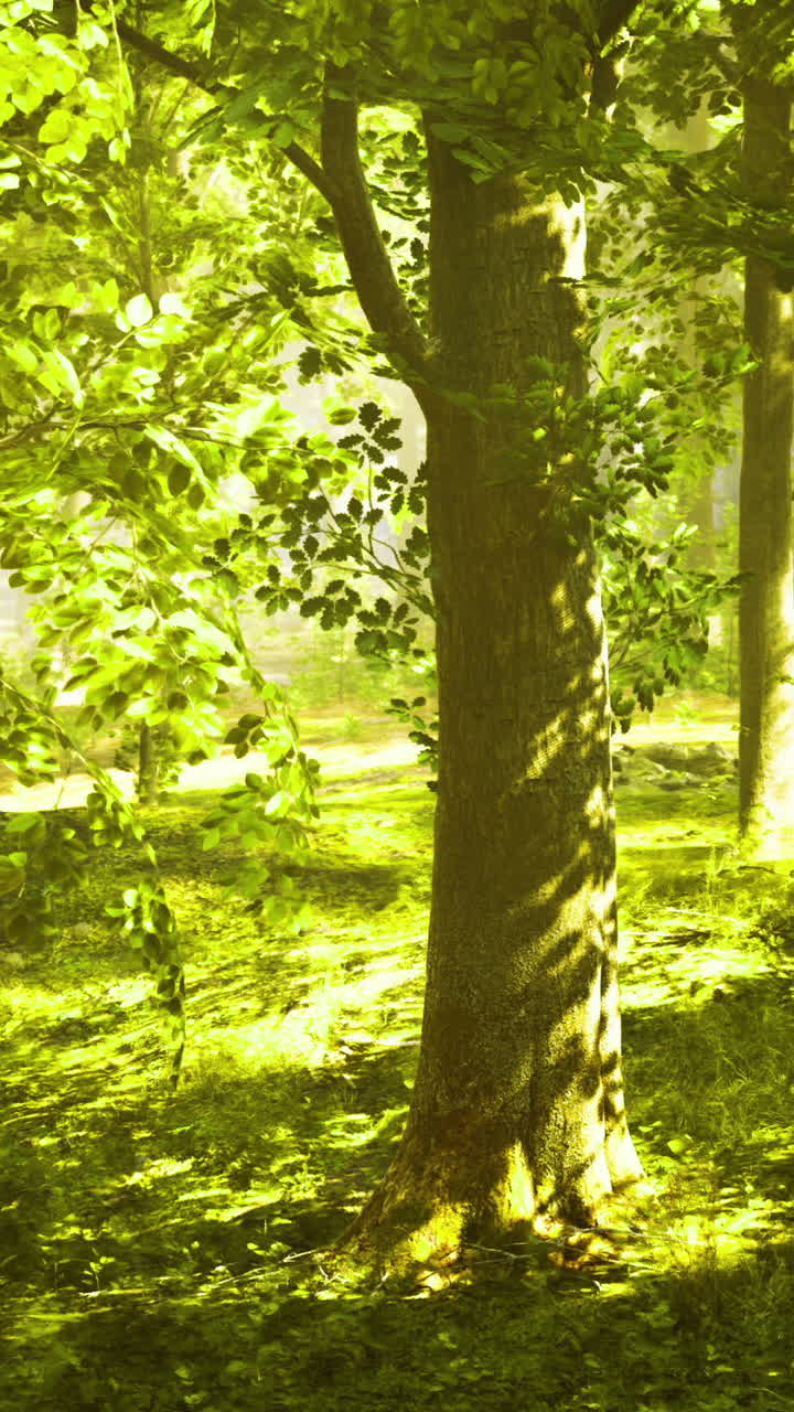 Lush green woodland area with sunlight filtering through the trees