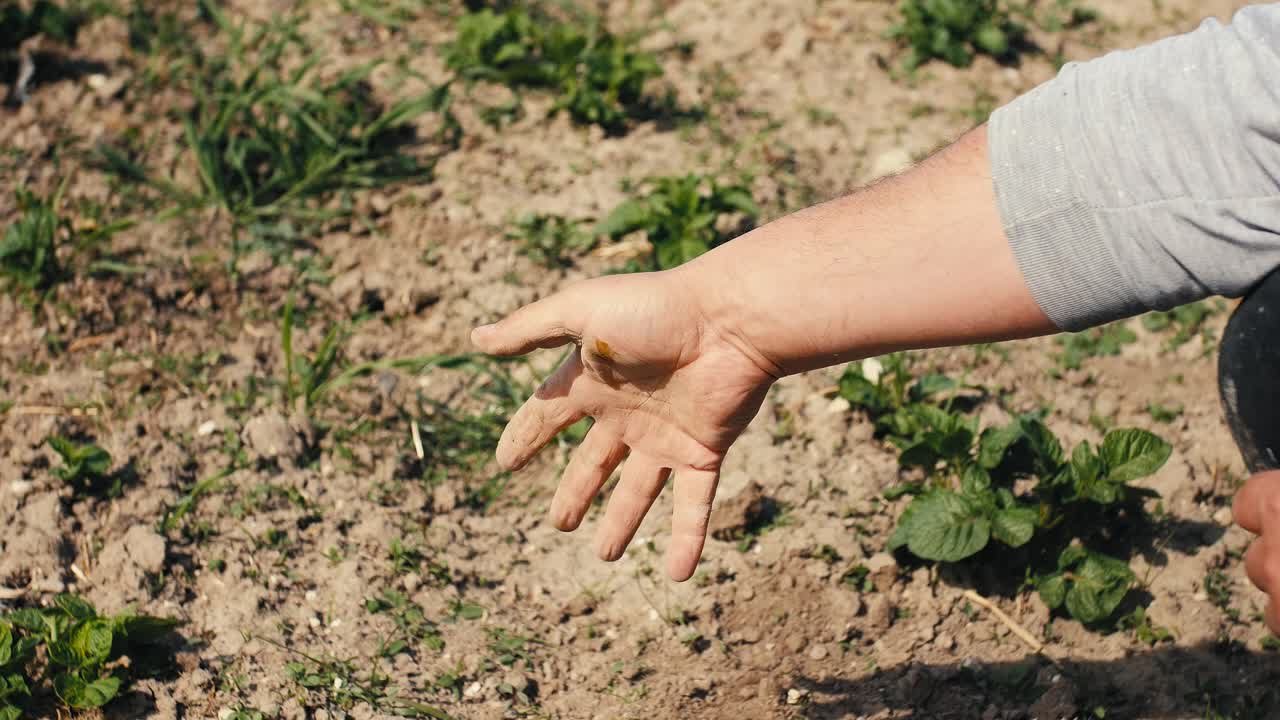 Agricultor esfarela solo seco destinado ao cultivo com sua mão calejada