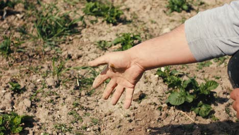 farmer crumbles dry soil intended for cultivation with his well-worked hand