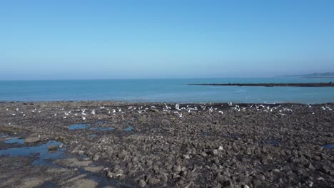 Flight-over-a-group-of-alerted,-ascending-seagulls-on-a-rocky-beach-between-Wimereux-and-Boulogne-sur-Mer