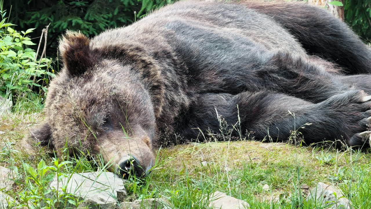 Un grande orso bruno dorme pacificamente sul suolo erboso della foresta, circondato da un verde lussureggiante.