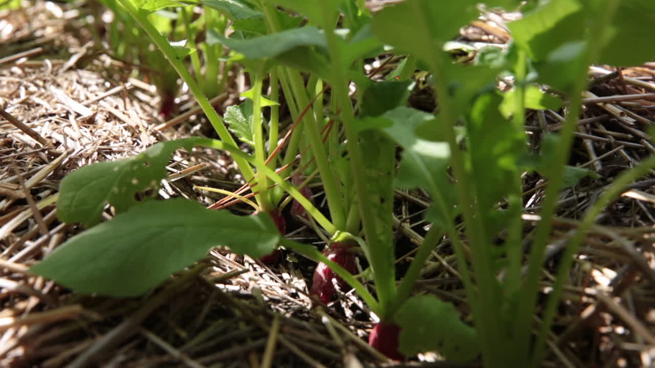 toma a nivel del suelo de rábanos que crecen en el jardín listos para cosechar mantillo de heno de paja que cubre el suelo