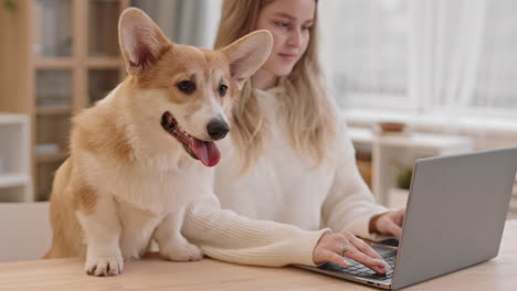 corgi sentado en el escritorio con una mujer
