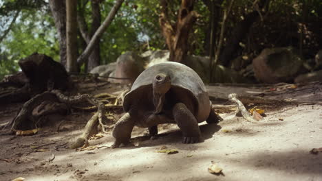 Ganz-Nah-Dran-An-Einer-Wilden-Schildkröte-In-Ihrem-Natürlichen-Lebensraum,-Ungestört