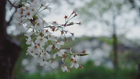 cherry blossoms in full bloom on a delicate branch with a soft, blurred background