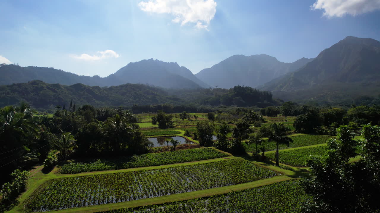 An aerial view drone shot of a taro field with the mountains in the background.