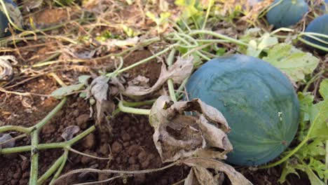 Wachsende-Wassermelone-Auf-Dem-Feld---Wassermelone-In-Einem-Gemüsegarten---Hoher-Winkel,-Nahaufnahme