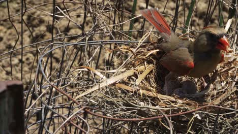 Vogelmutter-Geht-Um-Das-Nest-Herum