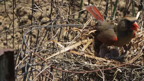 pájaro madre camina alrededor del nido