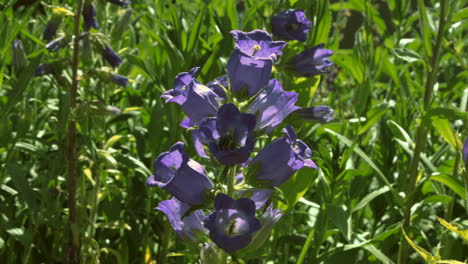 abejas en flores de campana moradas